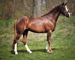 Dressurpferd Heitholms Dalington (Deutsches Reitpony, 2016, von Dreidimensional AT NRW)