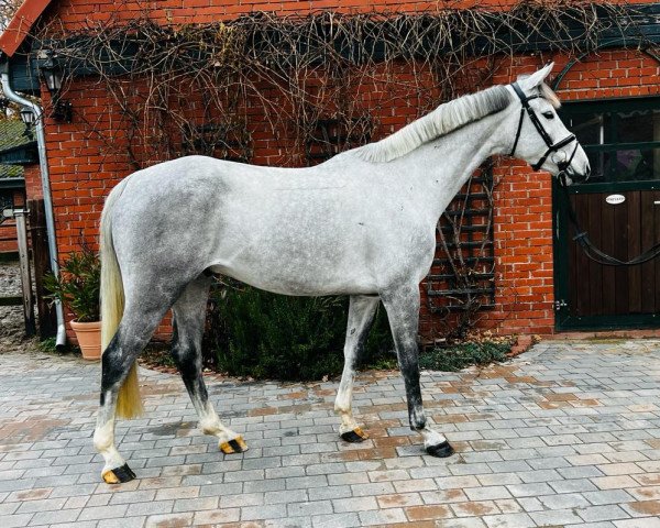 jumper Charly Lou (Hanoverian, 2018, from Clinton's Heart)