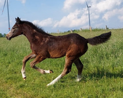 Springpferd Valea (Hannoveraner, 2022, von Valensky)