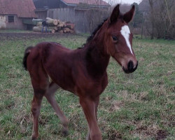 Springpferd Coco (Hannoveraner, 2023, von Cha-Cha-H)