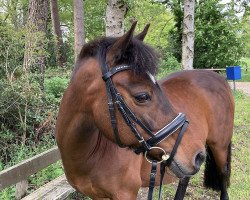 broodmare Baroness (German Riding Pony, 2004, from Bernhard)