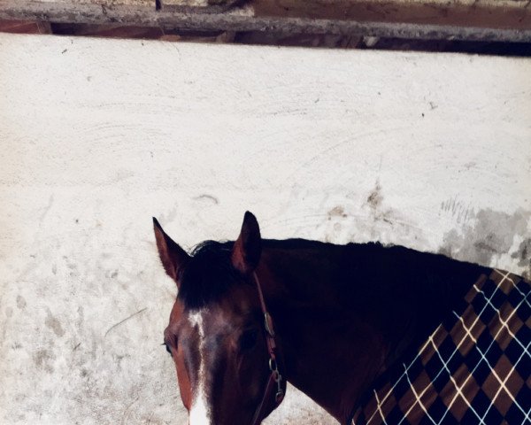 dressage horse Sir Argentinus (Hanoverian, 2005, from San Brasil)