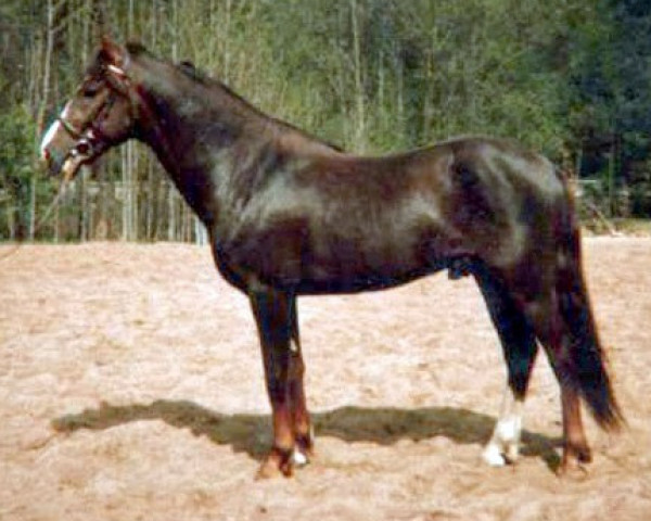Deckhengst Priory Polish 3 NF (New-Forest-Pony, 1975, von Priory Black Boots)