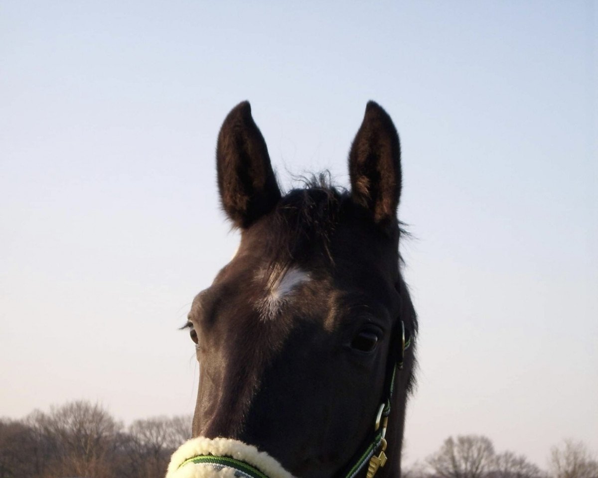 Dressurpferd Rocky 1540 (Westfale, 2006, von Rockford)