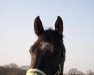 dressage horse Rocky 1540 (Westphalian, 2006, from Rockford)