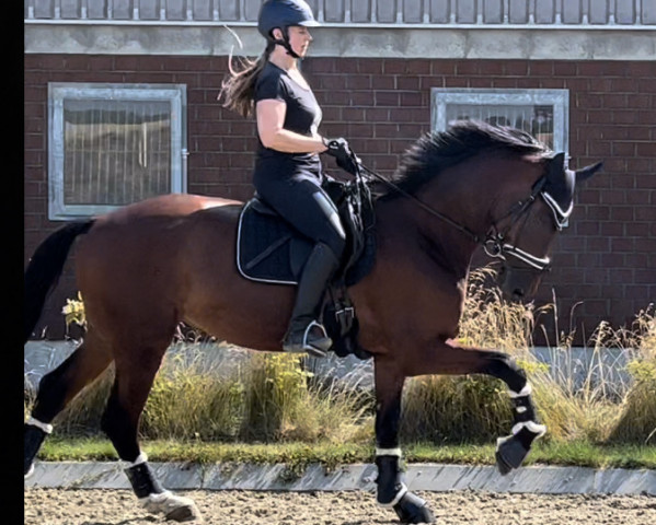 dressage horse Lorenzo 386 (KWPN (Royal Dutch Sporthorse), 2016, from Bordeaux 28)