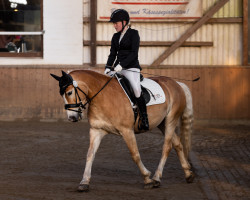 Dressurpferd My golden Dreamcatcher (Haflinger, 2015)