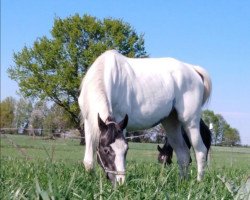 Zuchtstute Kama (Polnisches Warmblut, 2017, von Igor)