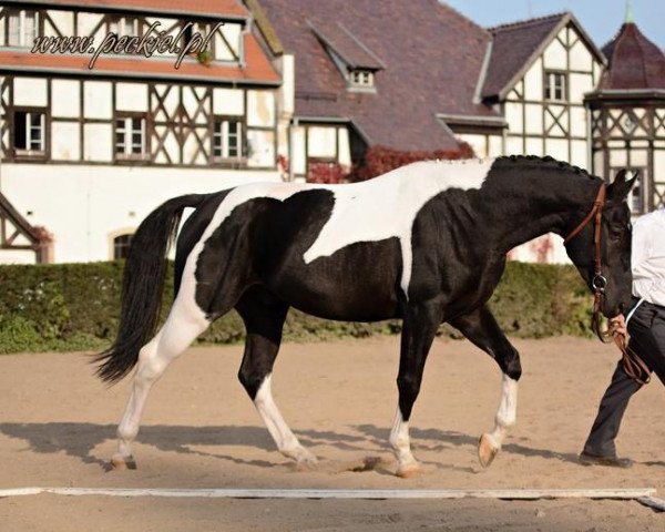 stallion Igor (Polish Warmblood, 2011, from Antek)