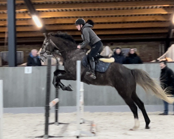 jumper Lord Levin 3 (German Sport Horse, 2018, from Lord Pezi Junior)