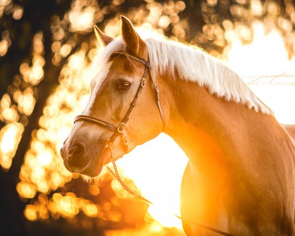 Pferd Muckie (Haflinger, 1996, von Mars)