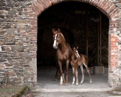 broodmare Caprice (German Sport Horse, 2001, from Chap 47)