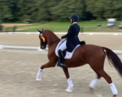 dressage horse Dolce Vita 166 (Hanoverian, 2004, from Donautanz)