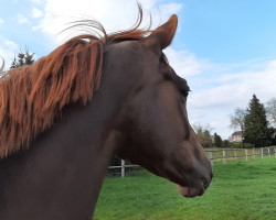 dressage horse Quanta fortuna (Oldenburg, 2017, from Quantensprung 3)