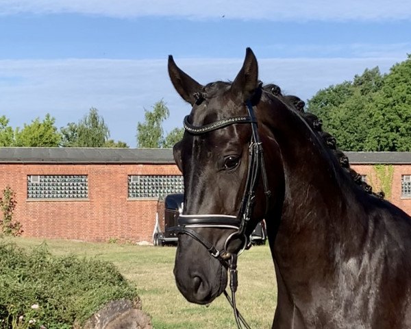 dressage horse Dantes Bailador M (Hanoverian, 2019, from Dante Weltino Old)