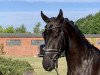 dressage horse Dantes Bailador M (Hanoverian, 2019, from Dante Weltino Old)