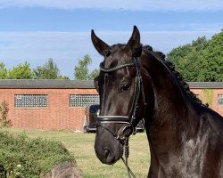 dressage horse Dantes Bailador M (Hanoverian, 2019, from Dante Weltino Old)