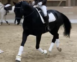 Dressurpferd Dream Boy X (Deutsches Reitpony, 2015, von D-Day AT)