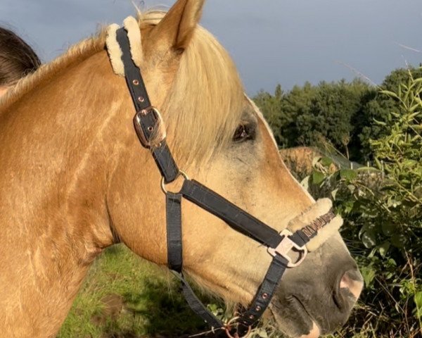 Pferd Nobody 372 (Haflinger, 2011, von Nabucco)