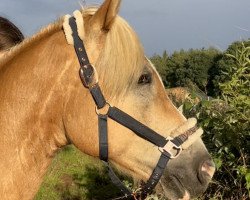 horse Nobody 372 (Haflinger, 2011, from Nabucco)