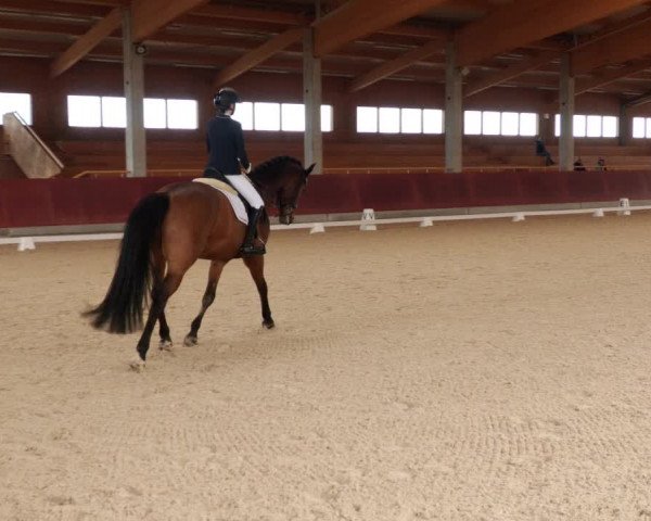 Reitturnier Balingen 2023