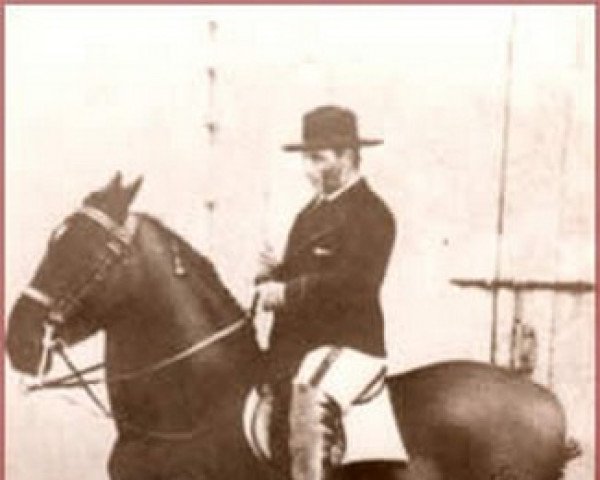 stallion Ganadero (Pura Raza Espanola (PRE), 1930)