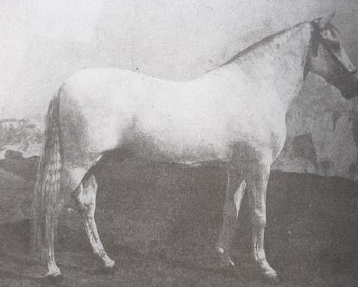Deckhengst Solo I (Pura Raza Espanola (PRE), 1895, von Principe)