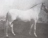 stallion Solo I (Pura Raza Espanola (PRE), 1895, from Principe)