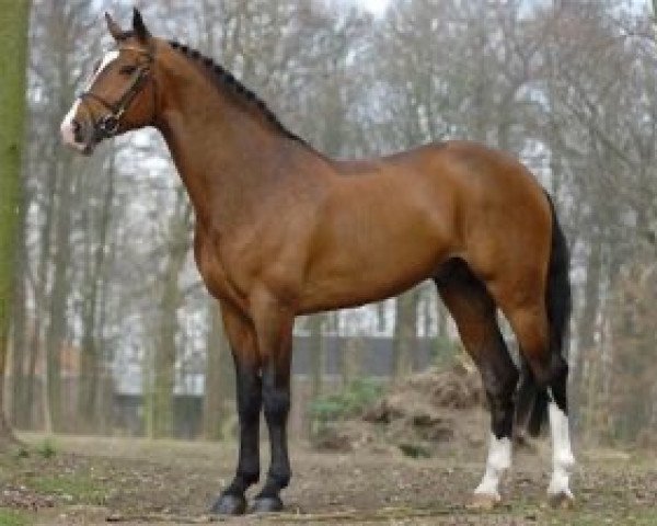 stallion T'is Voltaire (Belgian Warmblood, 1996, from Voltaire)