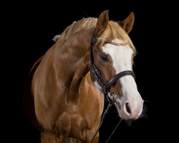 dressage horse TopGun 5 (German Riding Pony, 2012, from Top Anthony II)