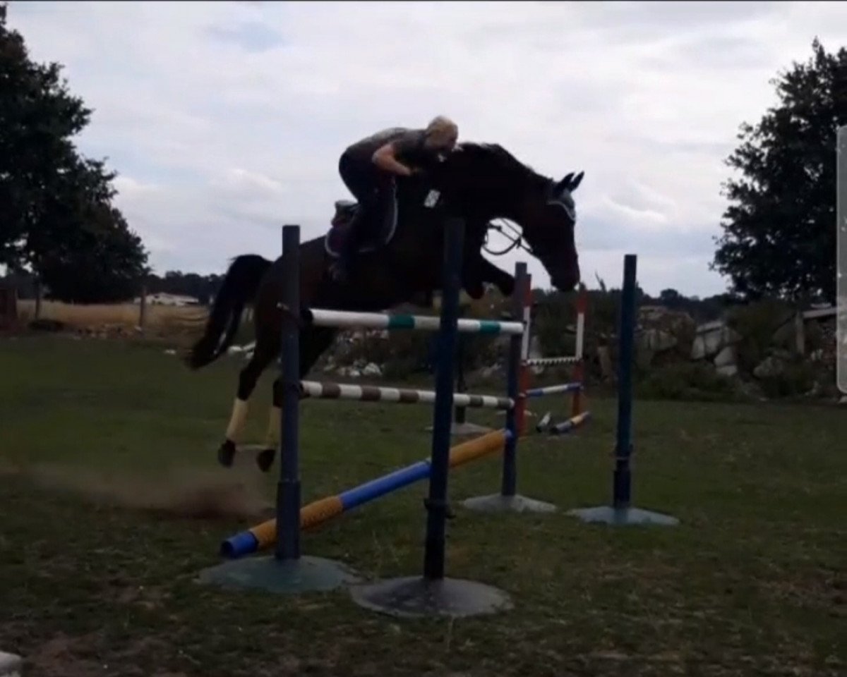 broodmare Lolita 188 (German Sport Horse, 2003, from Lavall I)