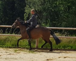 broodmare Finja (KWPN (Royal Dutch Sporthorse), 2009, from PrH Nord-Star)