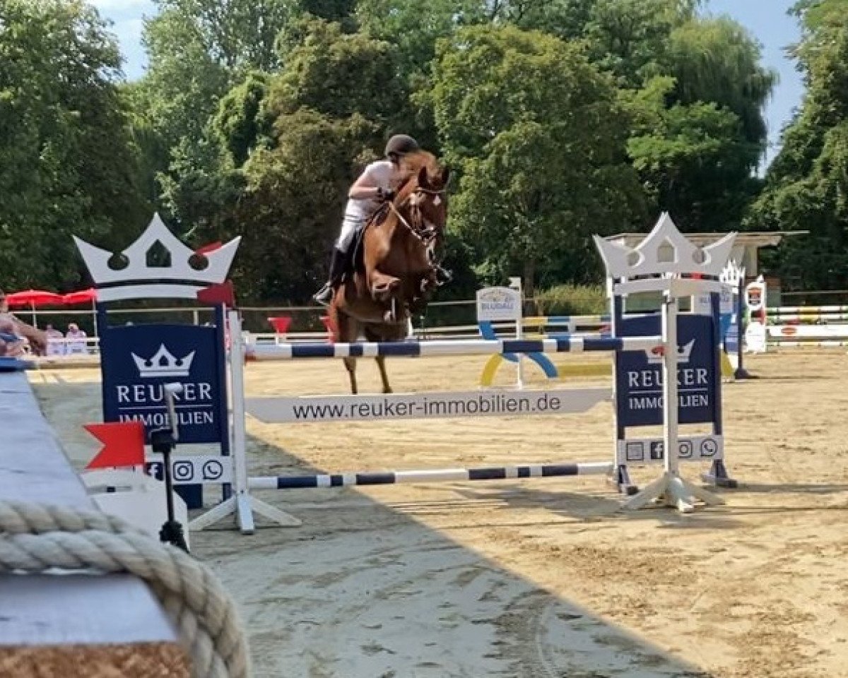 jumper Clementine 53 (German Sport Horse, 2010, from Cassandro 10)