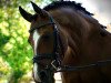 dressage horse Little Things (KWPN (Royal Dutch Sporthorse), 2016, from Kasanova van Klaverborch)