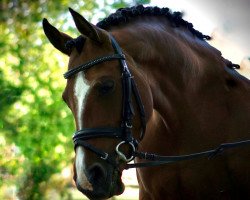 dressage horse Little Things (KWPN (Royal Dutch Sporthorse), 2016, from Kasanova van Klaverborch)