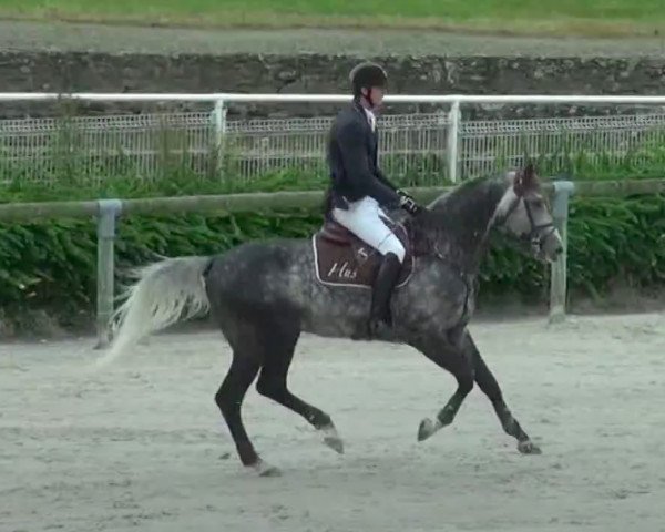 stallion Caligula de Hus (Rhinelander, 2006, from Carolus II)