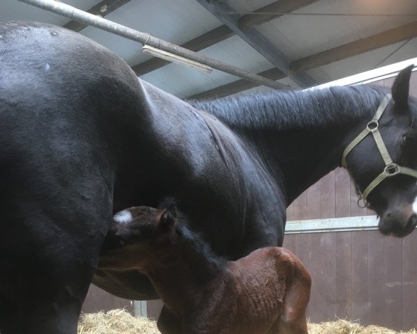 broodmare Nobel Feet vd Debbehoeve (KWPN (Royal Dutch Sporthorse), 2018, from Baron)