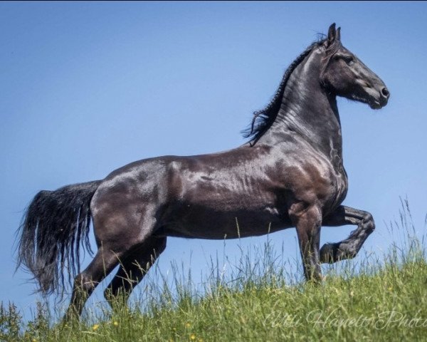 dressage horse Yarick fan'e Prikkewei (Friese, 2015, from Maurits 437)