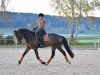 jumper Danzando (German Sport Horse, 2016, from Danzador)