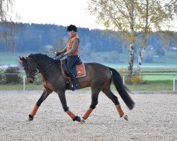 Springpferd Danzando (Deutsches Sportpferd, 2016, von Danzador)