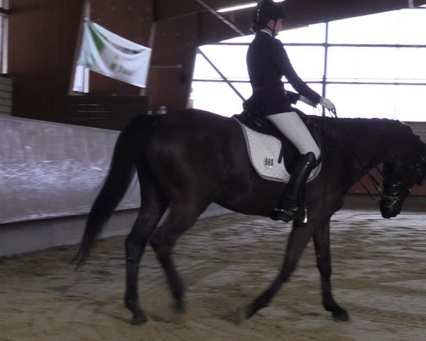 Reitturnier Hellefeld 2023