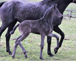 dressage horse Total Mayer (Westphalian, 2023, from Total McLaren)