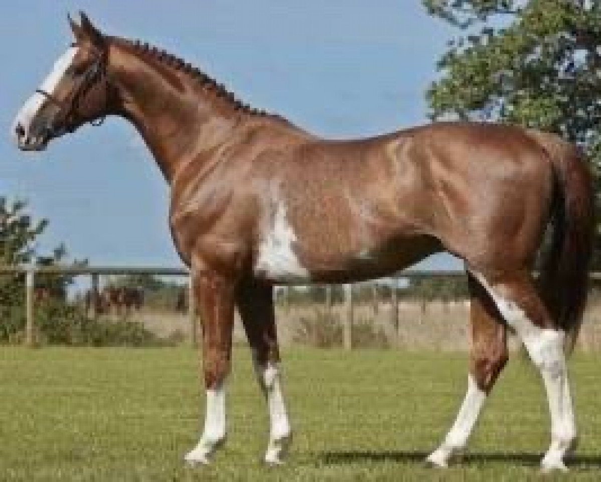 stallion Balthazar (Hanoverian, 2005, from Balou du Rouet)