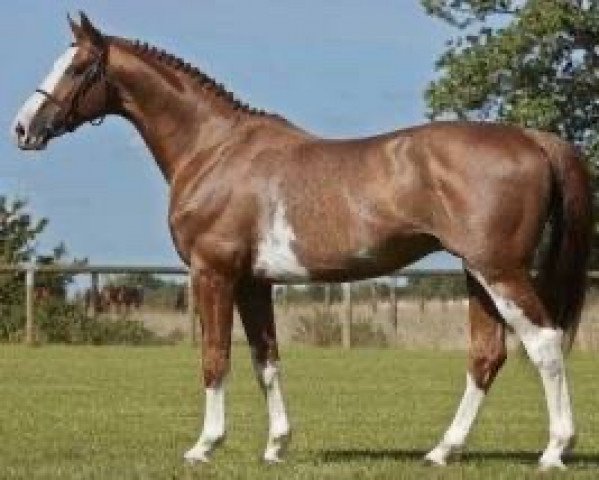 stallion Balthazar (Hanoverian, 2005, from Balou du Rouet)