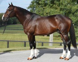 Deckhengst Madagascar (Belgisches Warmblut, 2012, von Diktator van de Boslandhoeve)