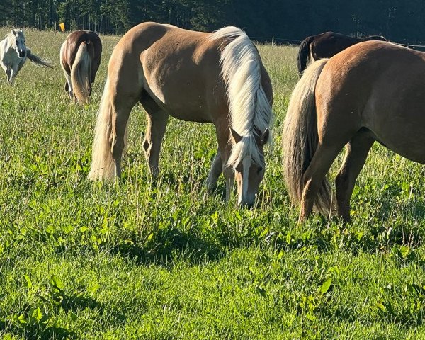 dressage horse Flicka (Edelbluthaflinger, 2019, from Sandro Boy (4,69% ox))