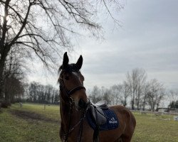 jumper Akari S (German Sport Horse, 2018, from Askari)