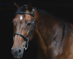 Zuchtstute Dori Delight (KWPN (Niederländisches Warmblut), 2008, von Lord Z)