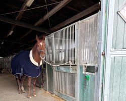 dressage horse Viano 6 (Westphalian, 2011, from Vitalis)