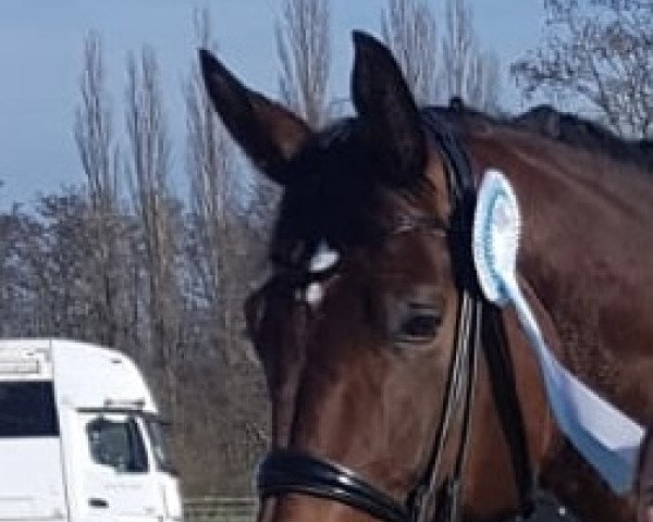 dressage horse Belmondo's Cadeau (Oldenburg, 2014, from Bordeaux 28)
